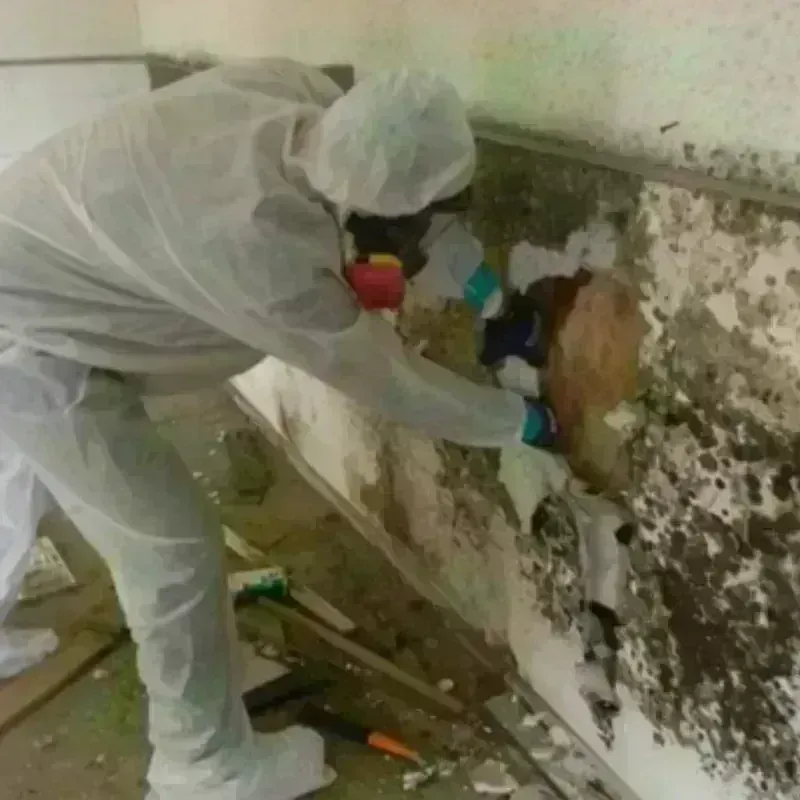 Mold Remediation and Removal in Randall County, TX